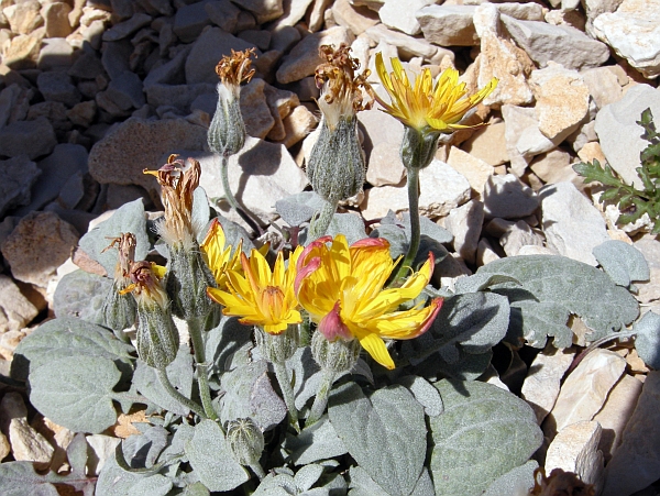 Crepis pygmaea subsp.pygmaea / Radicchiella dei ghiaioni